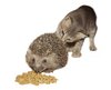 hedgehog