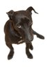 black dog
