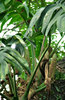 high-up tree ferns