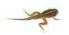 tadpole