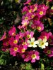 primroses