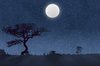 Moonlight Shadows