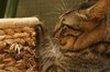 scratching