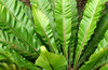 green fanning fronds