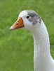 Goose