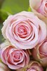 Pink rose