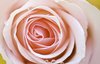 Rose macro