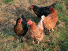 Hens