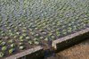 Watercress beds