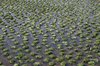 Watercress background