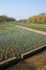 Watercress beds