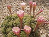 Spring Cactus