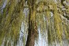 Fresh green tree
