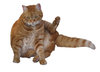 Red cat