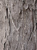 Tree Bark