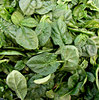 baby leaf spinach