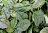 baby leaf spinach