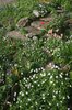 Rockery garden