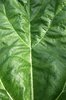 Green leaf texture