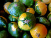 mini squash
