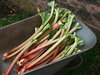 Fresh rhubarb