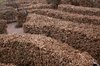 Beech maze