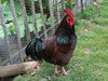 Cock