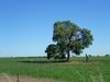 rural