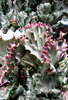 colorful cacti