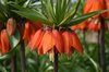 Imperial fritillary