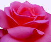 Pink Rose Closeup
