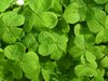 Lucky Shamrock