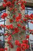 Chaenomeles flowers