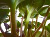 plant life