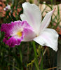 purple & white orchid