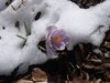 Springs Promise