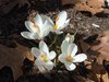 Springs Promise