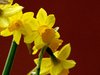 Daffodils