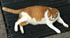 relaxed alley cat
