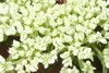 Queen  Annes Lace 3