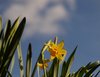 Daffodils