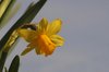 Daffodils