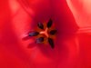 Red  Tulip
