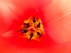 Red Orange Tulip