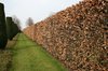 Path by a beech hedge