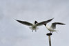 Flight on