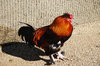 rooster