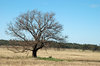 rural