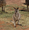 kangaroo