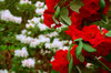 Red and white